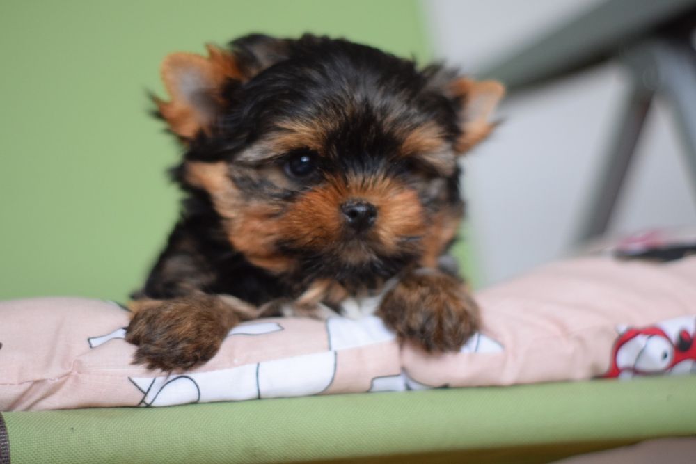 Милий чарівний хлопчик породи йоркширський тер'єр.