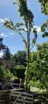 Grab pospolity Carpinus betulus