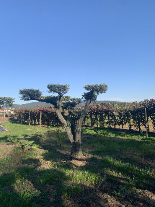Oliveiras selecionadas