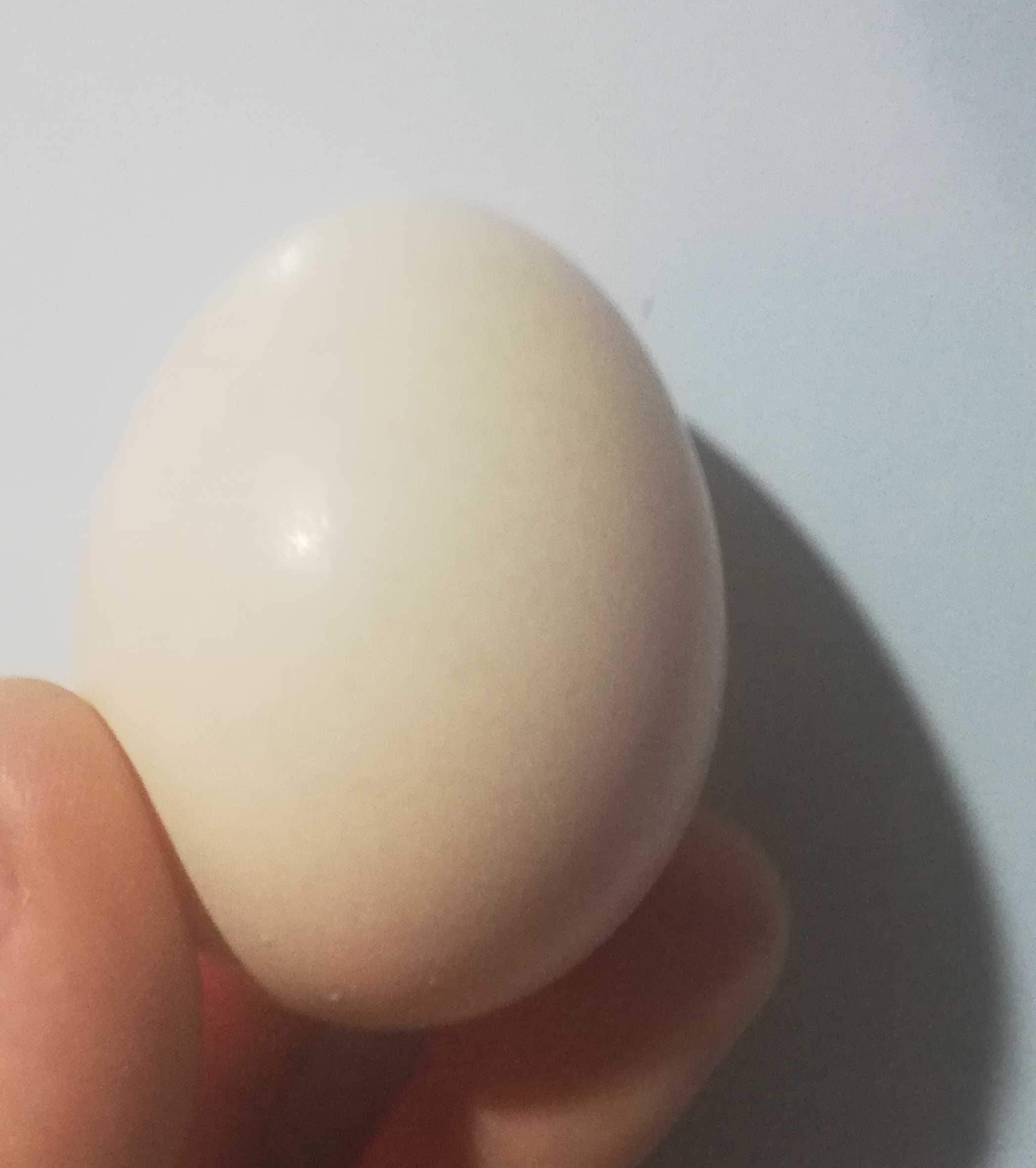 Jaja lęgowe kochin miniaturowy
