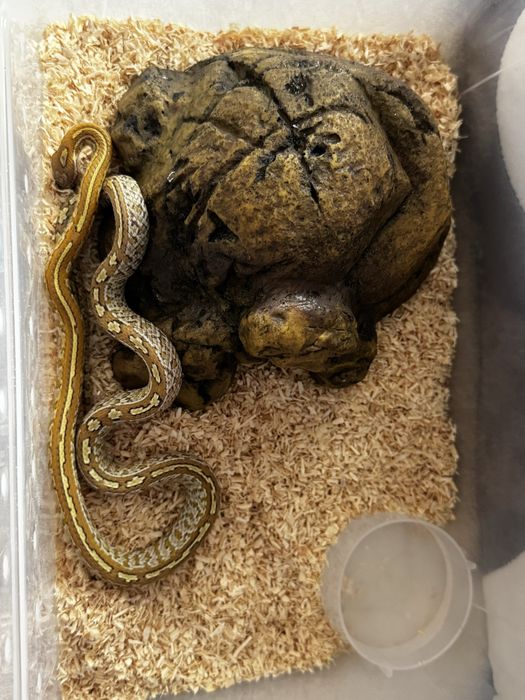 Wąż zbożowy Caramel Tessera