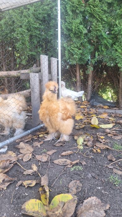 Sprzedam koguty czubatka silka jedwabista , silka satyna, kochin