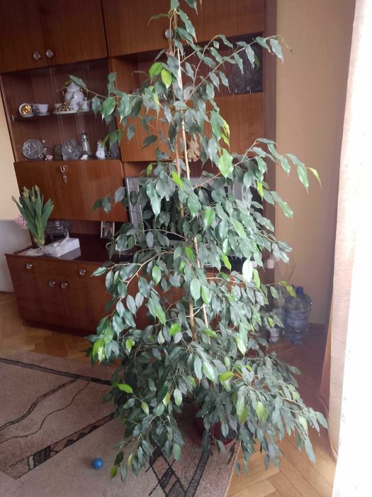 fikus beniamina - 185 cm