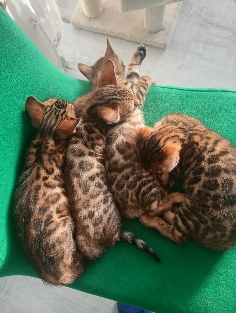 Sprzedam Kotka Bengalskiego