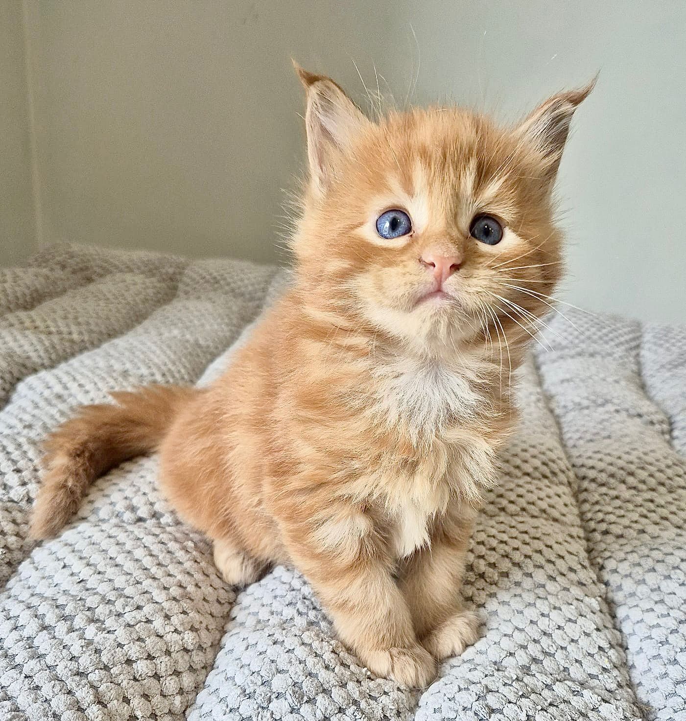 Kocurek rudy Maine coon!!!