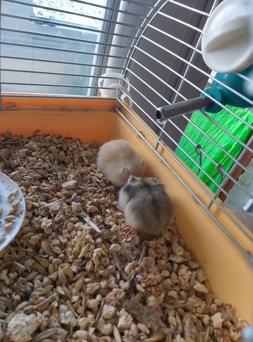 Джунгарские хомячки