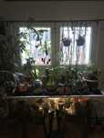 Plantas raras atualizado (Monstera, Anthurium, Amydrium, philodendron)