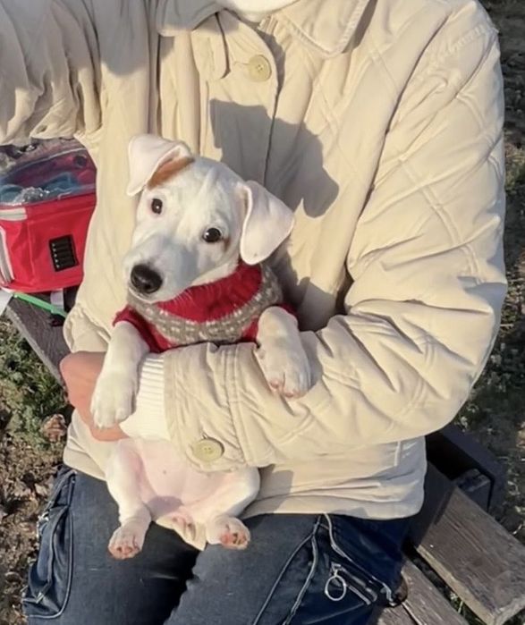 Девочка джек рассел терьер ищет родителей