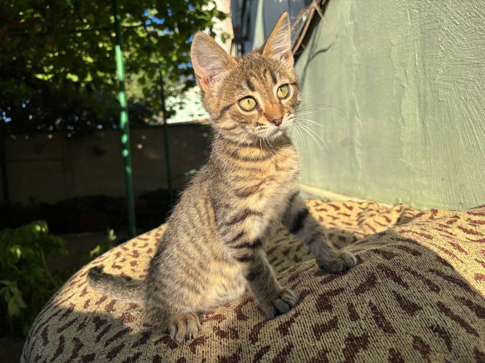 Котенок в хорошие руки