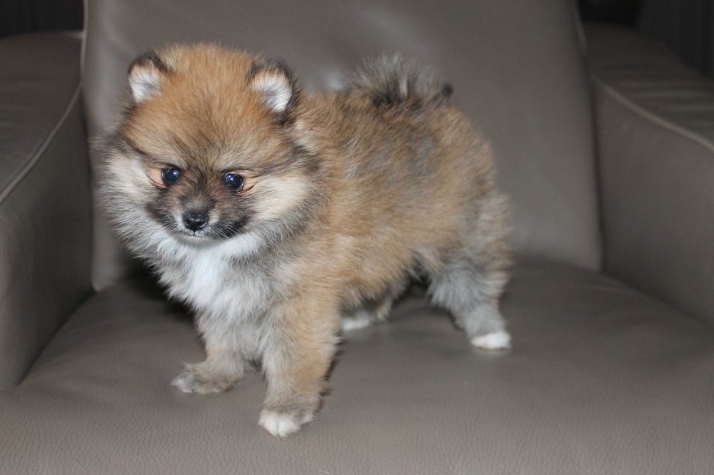 Szpic Pomeranian śliczna mini suczka - certyfikat, wyprawka