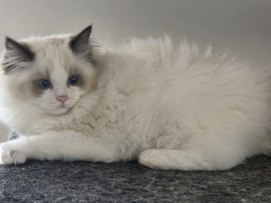 Kotka RAGDOLL z rodowodem FPL