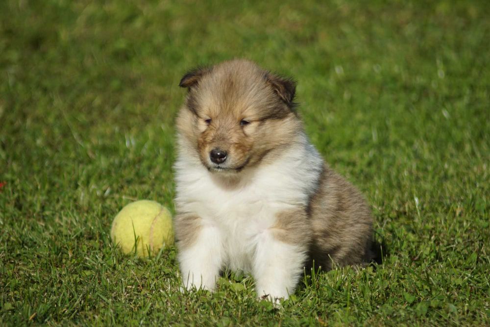 Owczarek Szkocki Collie Piesek
