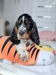 Springer Spaniel Angielski ZKwP FCI