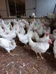 Kury Nioski Leghorn 24 tygodnie! Wysyłka!