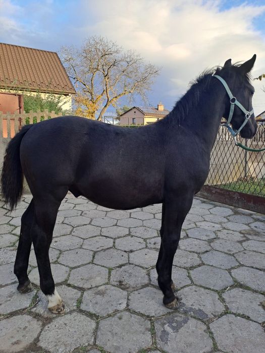 Sprzedam ogierka Śląskiego