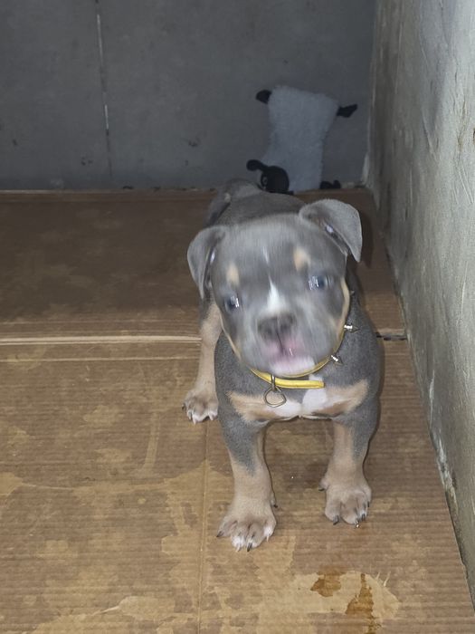 Negociavel American bully macho micro