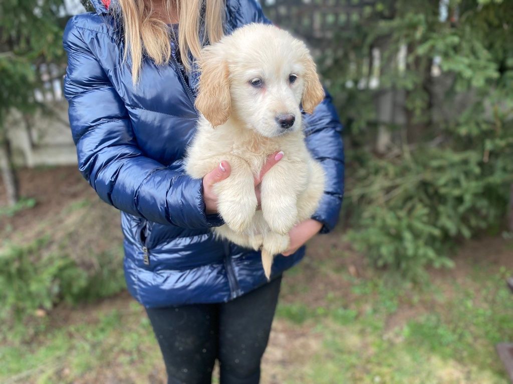 Golden Retriever szczeniak