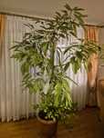 drzewko awokado 210cm.