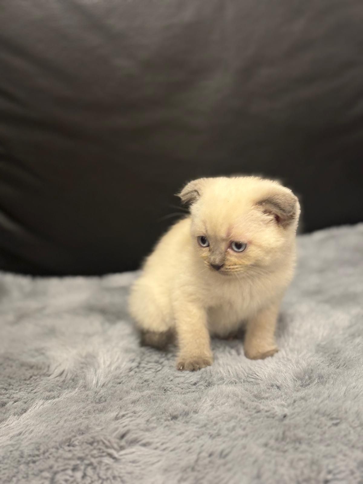 Scottish fold macho