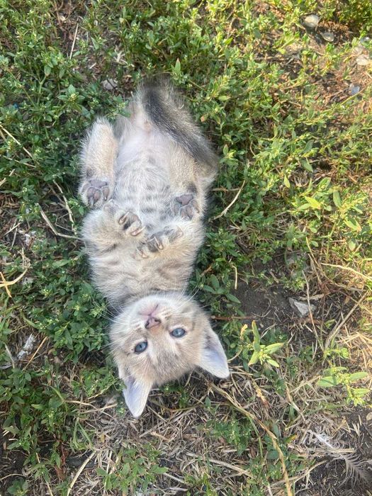 Котики трьох місячні