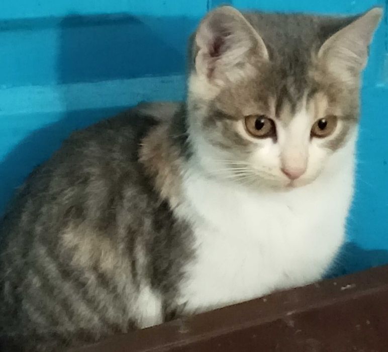 Терміново віддам