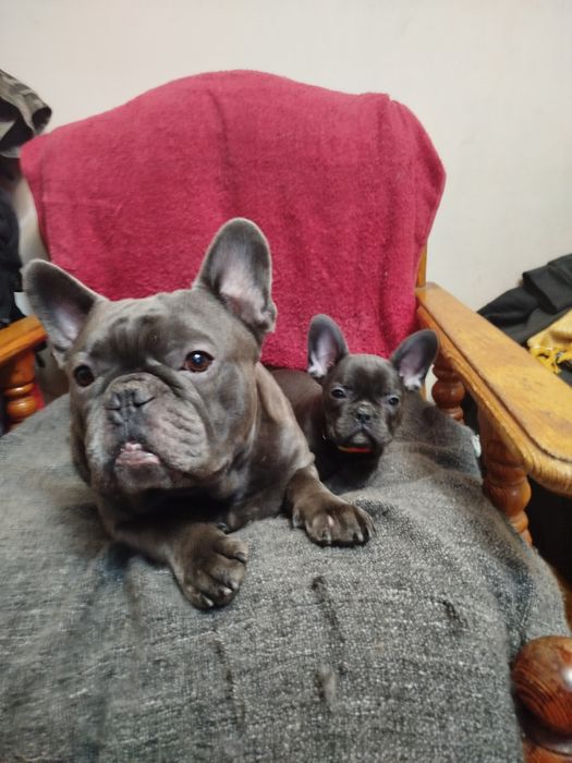 Французький бульдог Житомир