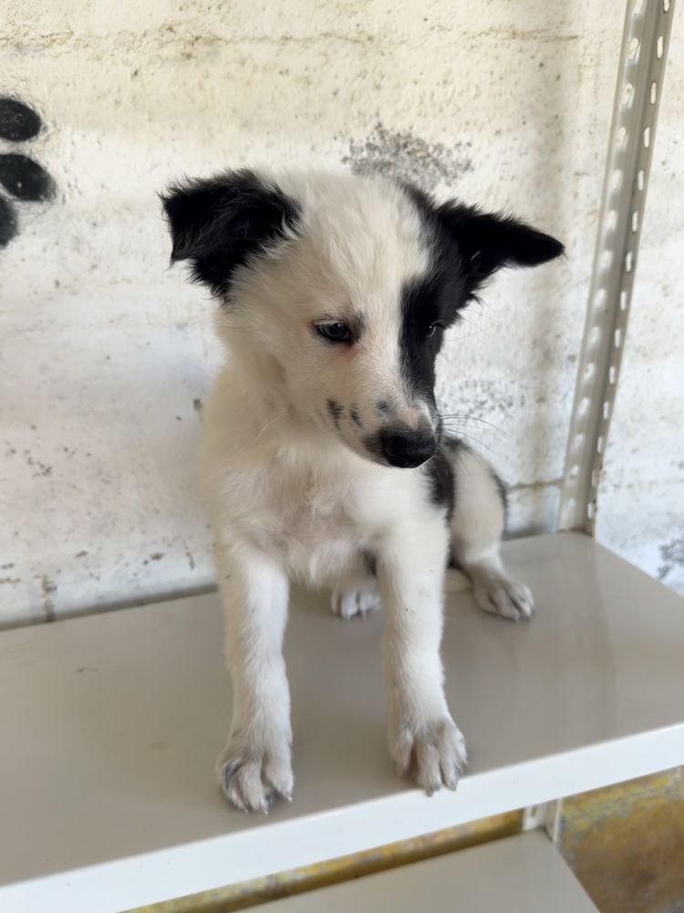 Border collie Preta e Branca