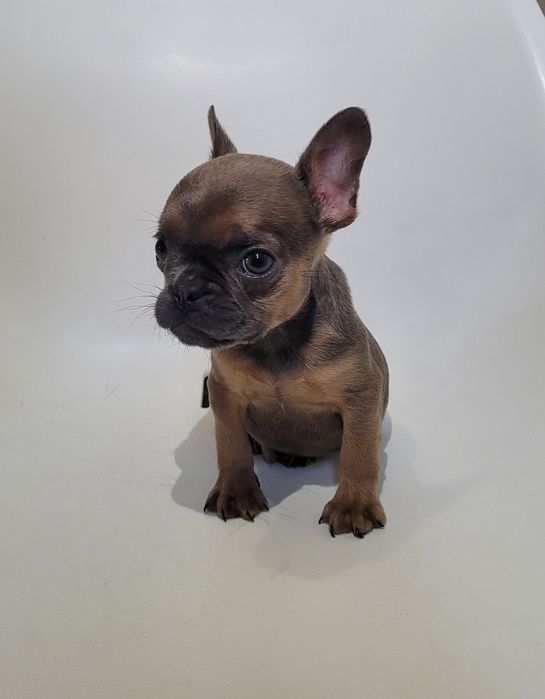 Bulldog macho exótico