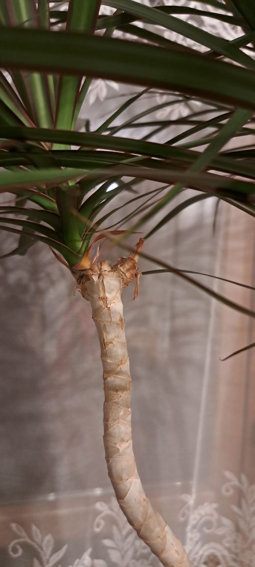 Dracena, 140 cm , z młodymi pędami