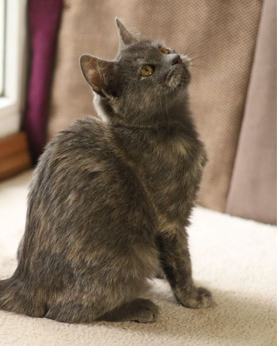 Дівчинка кошеня 4 місяці Асса