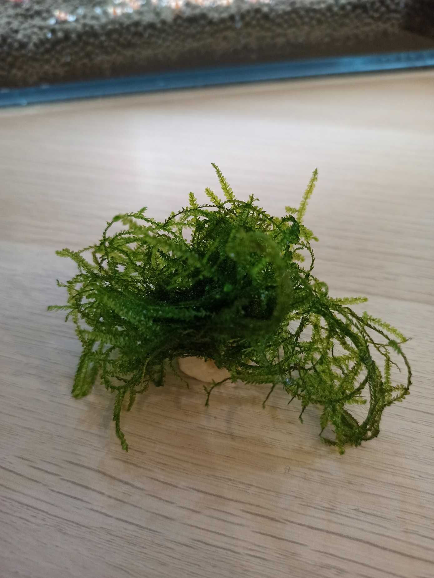 Java Moss Mech Jawajski