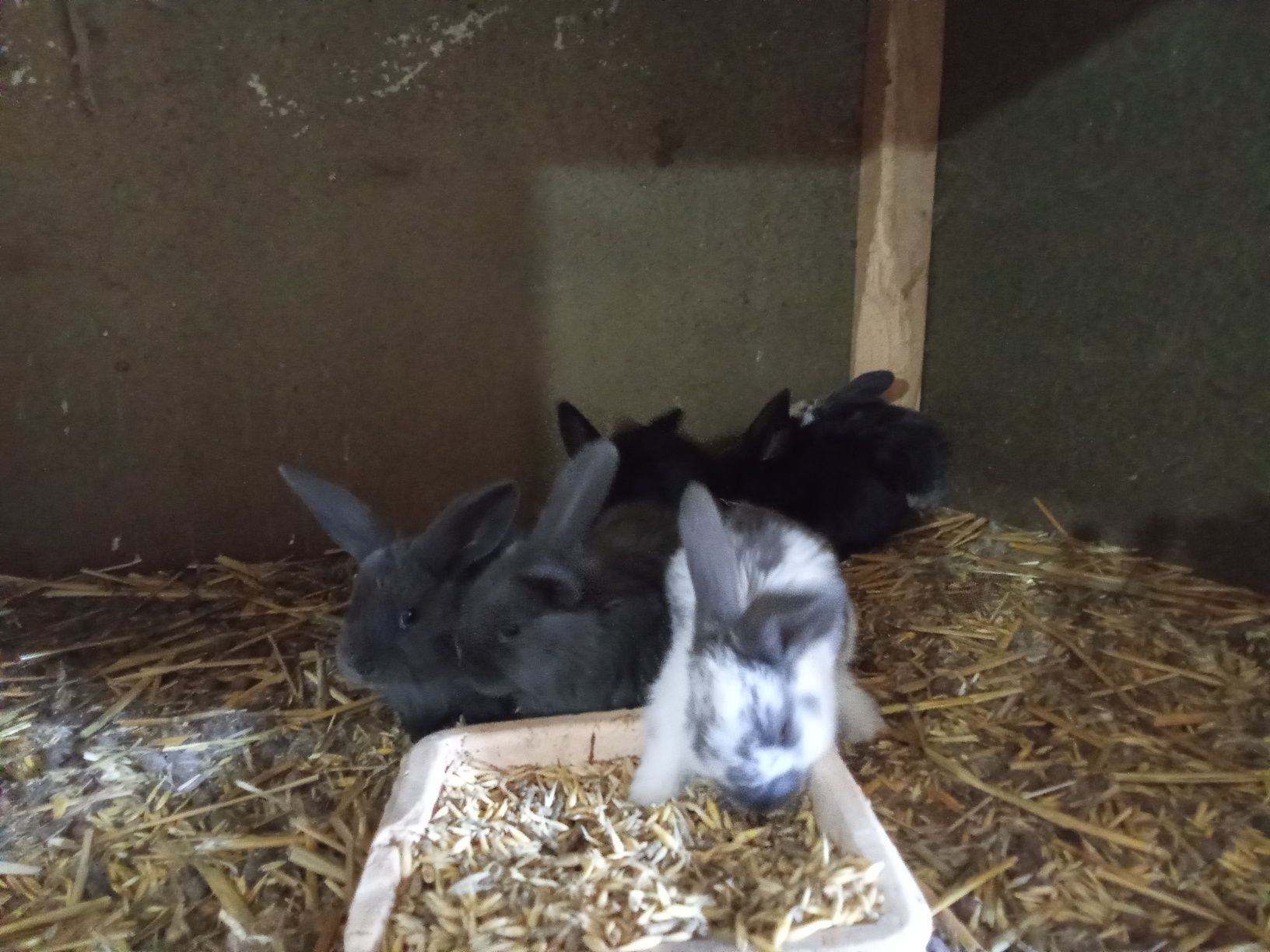 Królik króliki samica z młodymi