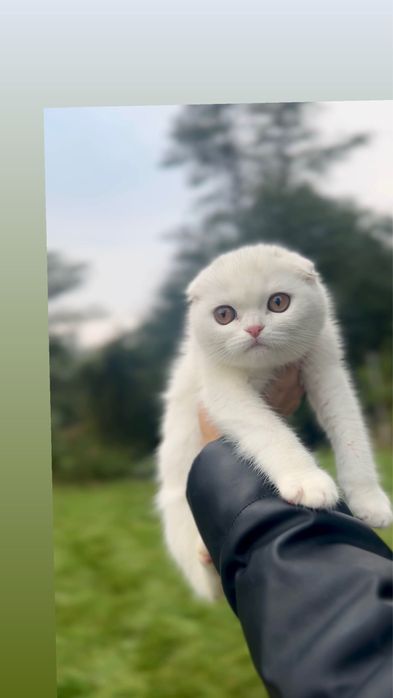 Фолд пород висловушки шотландські кошенята срібні біленькі висловух
