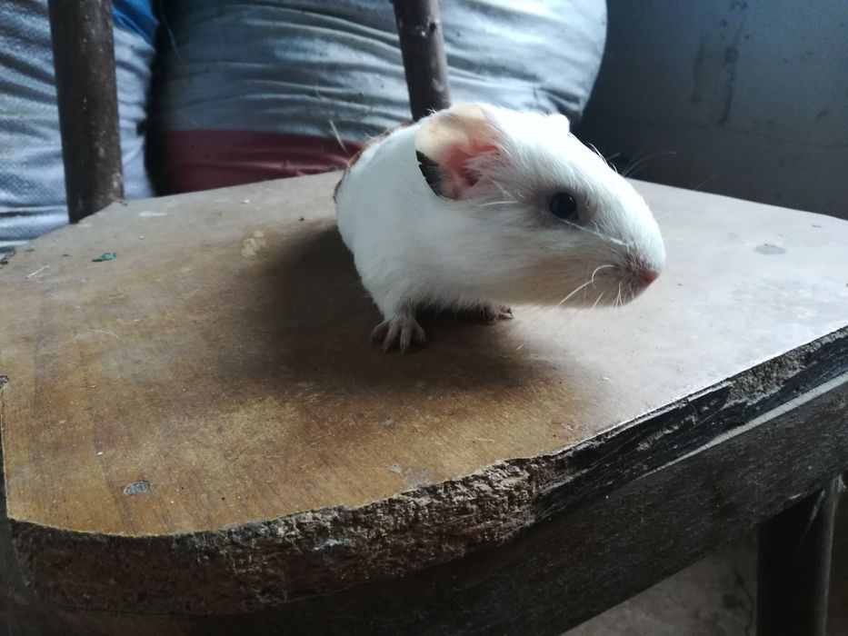 Морские свинки разные