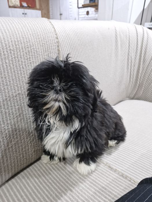 Sprzedam prześlicze szczenięta rasy Shih-tzu. Mały Ivo szuka domku