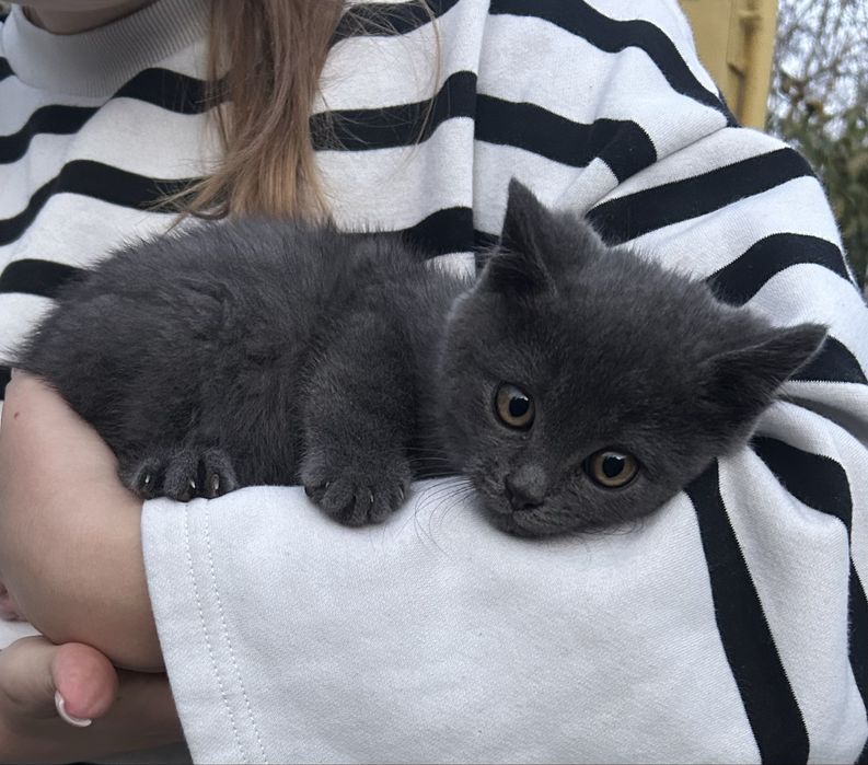 Котенята в добрі руки