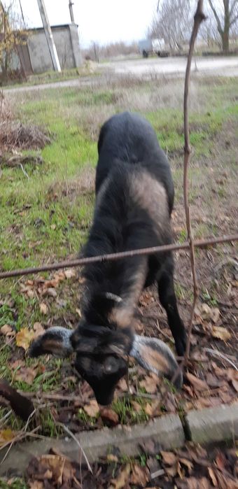 Продаю цапа 9 мес.альпо-нубиец