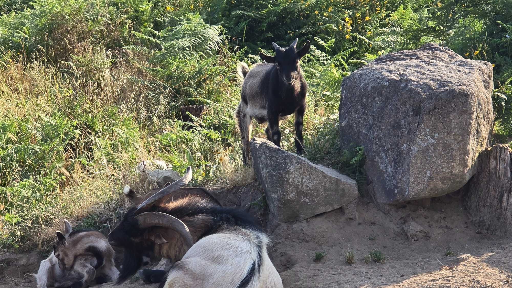 Cabritas anãs  novas e prenhas