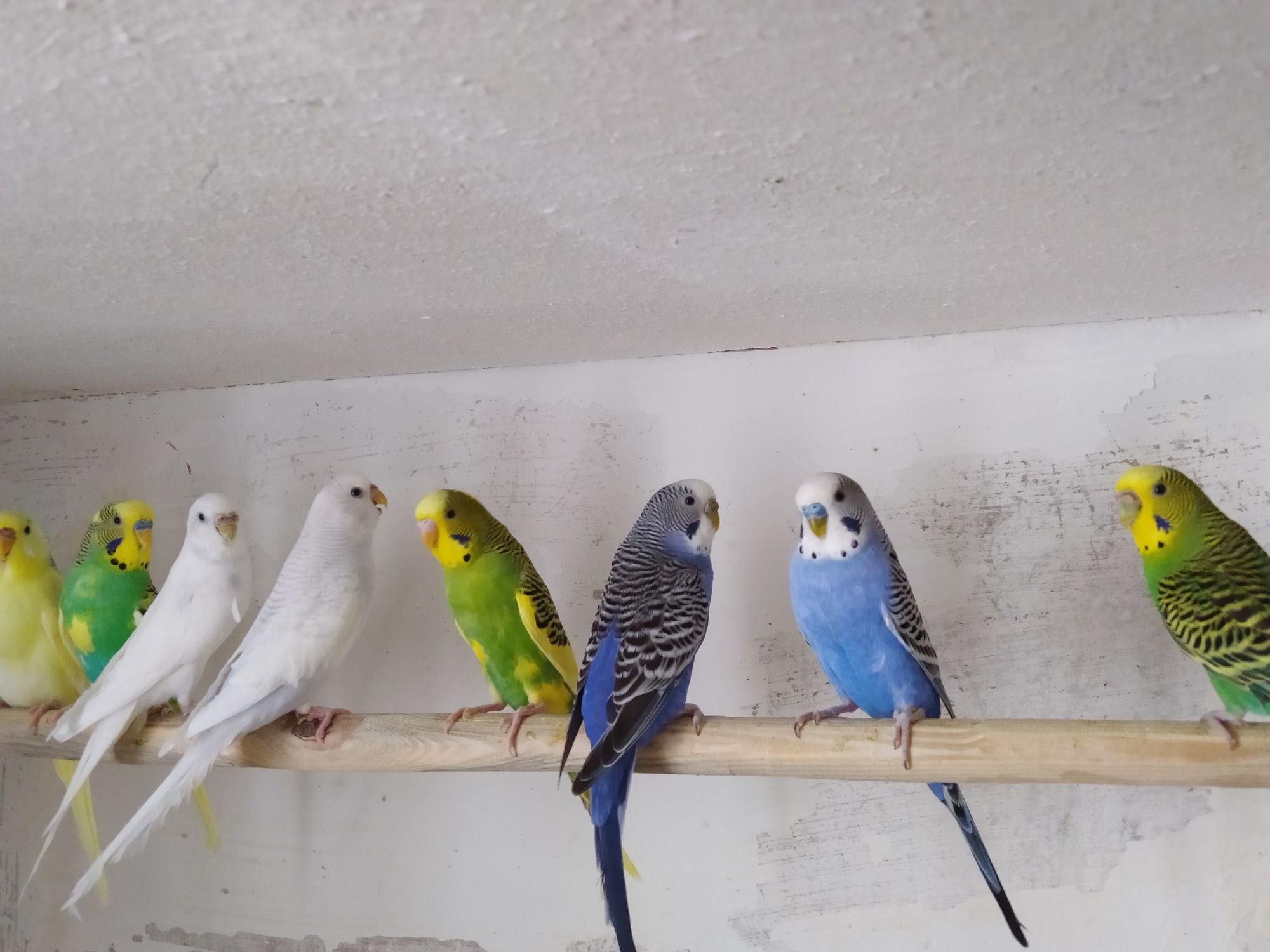 Хвилясті папуги/ Волнистые попугаи