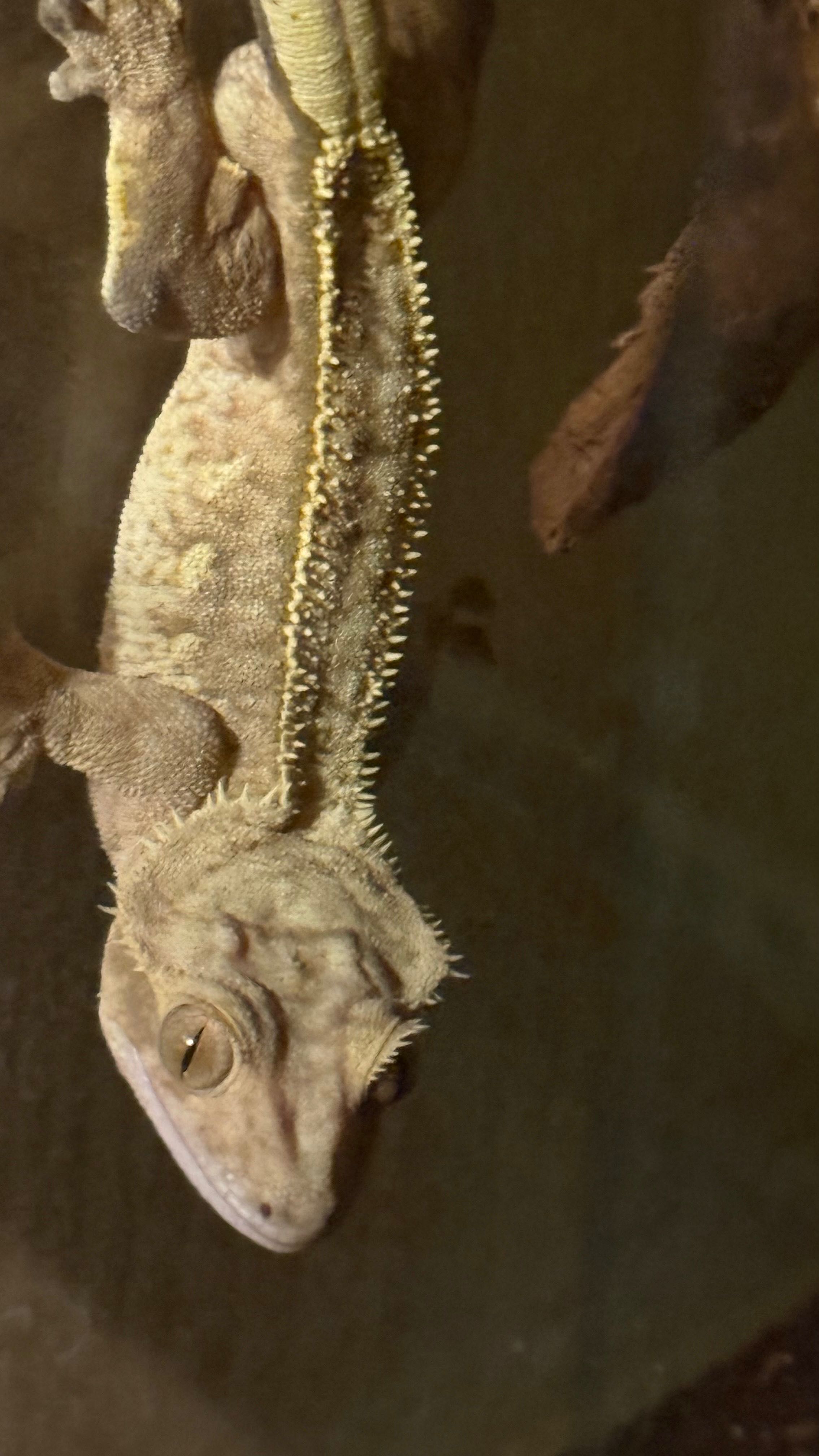Gekon orzęsiony, Crested gecko – samiec, okazja!!!