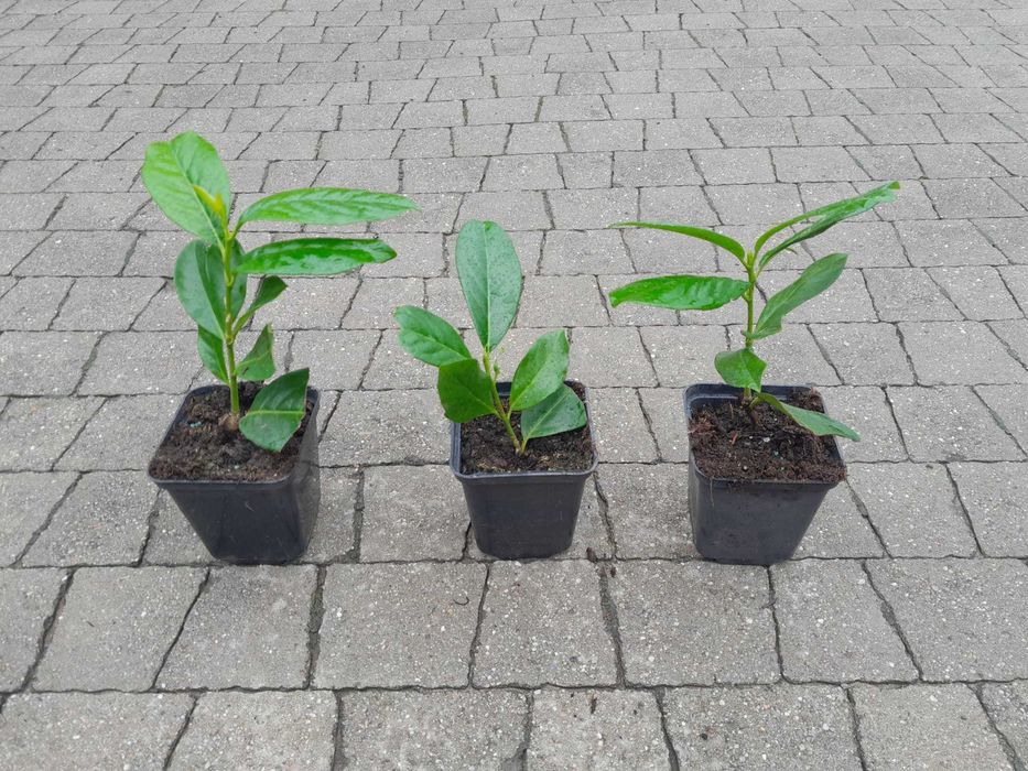 Laurowiśnia wschodnia Caucasica, Novita, Rotundifolia! 200 cm! Prunus!
