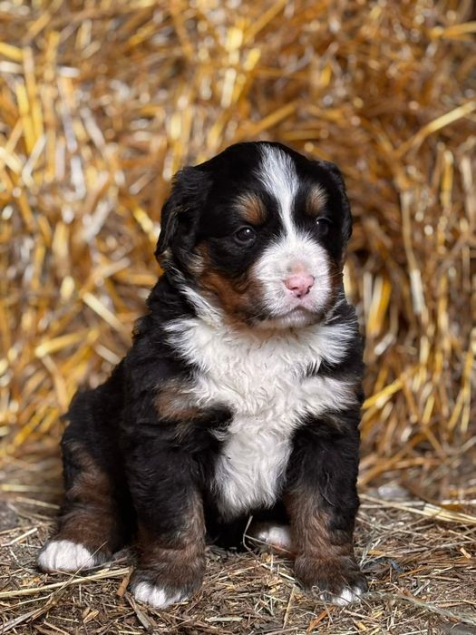 Szczenię Berneński Pies Pasterski