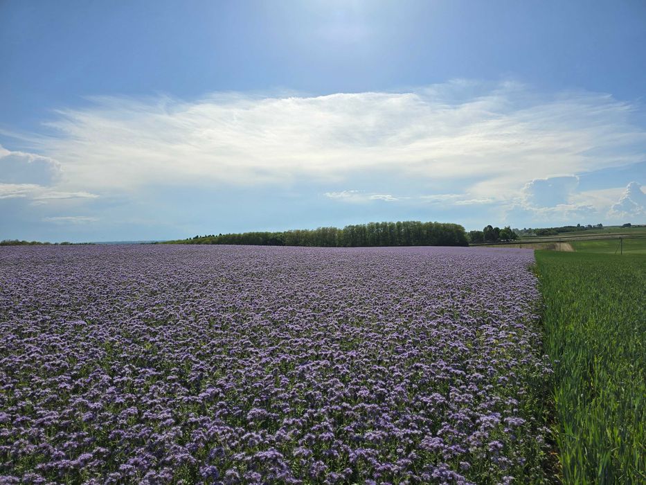 Facelia 2 × przewiana