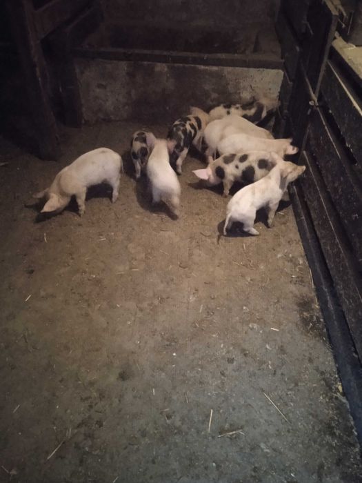 Продам поросята 2 місяці