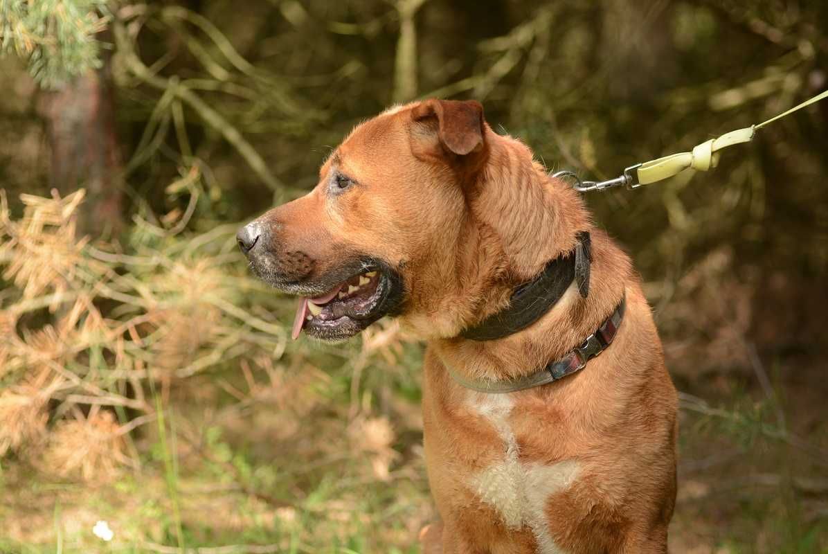 Przyjaciel i obrońca,duży pies BUDDY tak długo czeka w schronisku