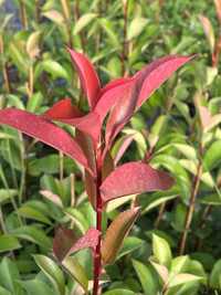 Photinia RED ROBIN