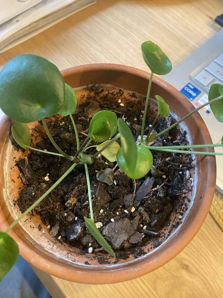 Pieniążki Pilea