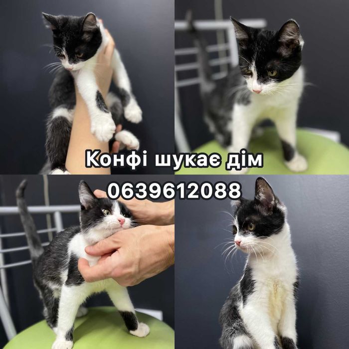 Шукаємо дім для - маленького кошенятка