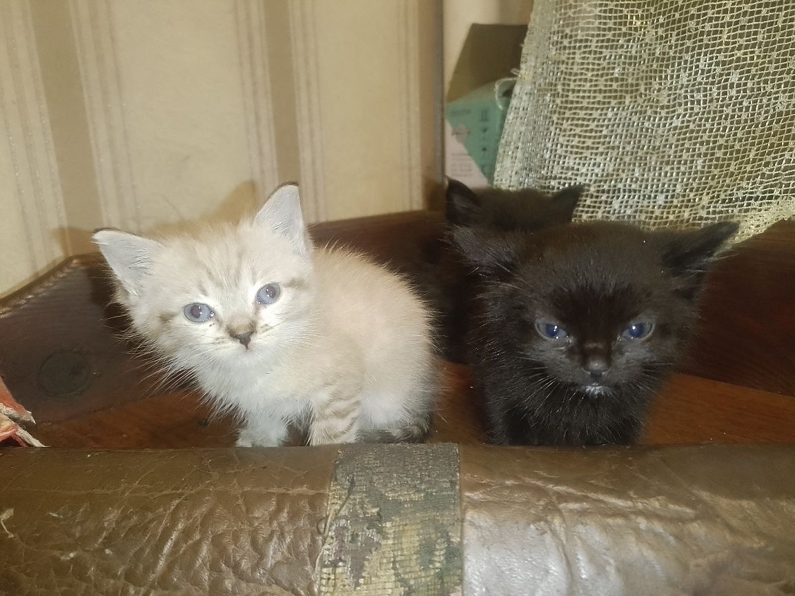 Віддам кошенят в добрі руки