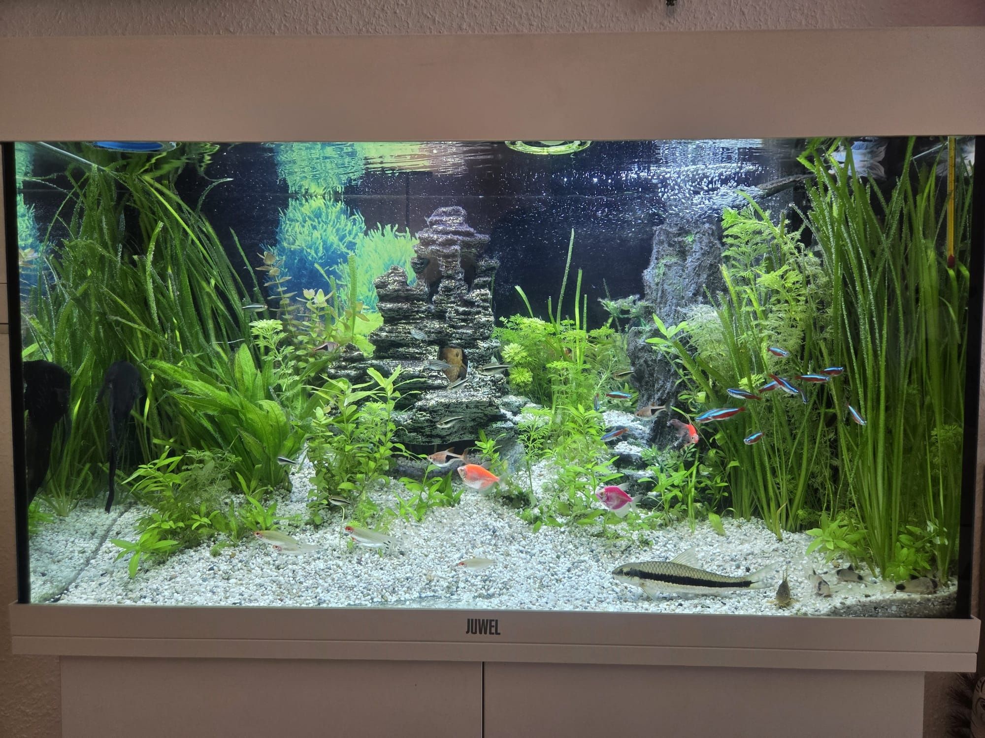 Akwarium Juwel 112 L